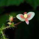 Image of Begonia melanosticta Chong & Guanih