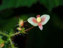 Слика од Begonia melanosticta Chong & Guanih