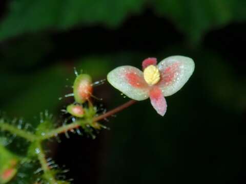 Image of Begonia melanosticta Chong & Guanih