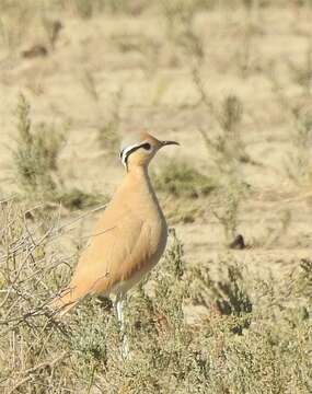 Image of Cream-colored Courser