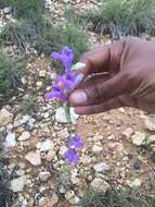 Plancia ëd Penstemon linarioides A. Gray