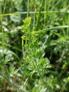 Image of Daucus muricatus (L.) L.