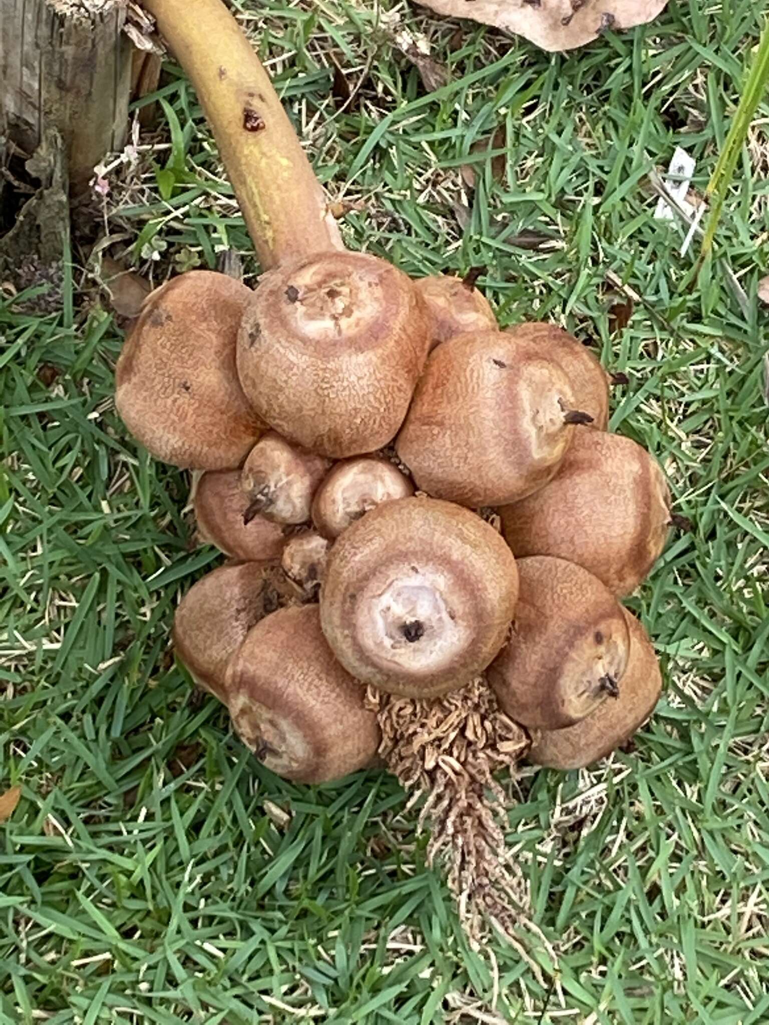 Image of Attalea humilis Mart. ex Spreng.