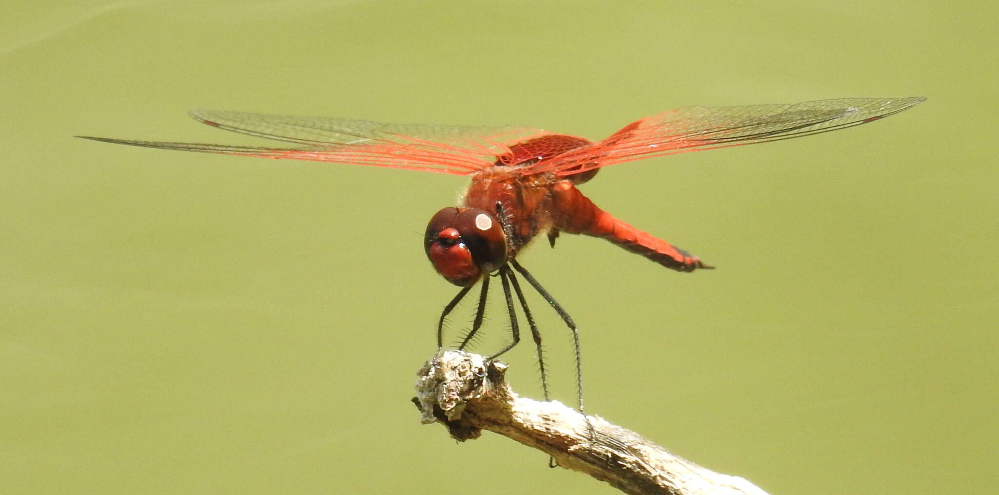 Image of Tramea stenoloba (Watson 1962)