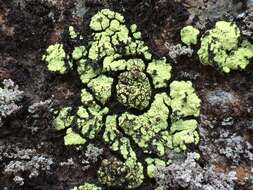 Image of alpine arthrorhaphis lichen