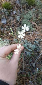 Image of Silene linnaeana V. N. Voroschilov