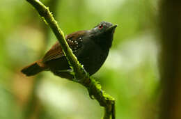 Image of Dull-mantled Antbird