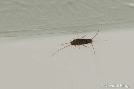 Image of Four-lined Silverfish