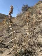 Penstemon acuminatus Dougl.的圖片