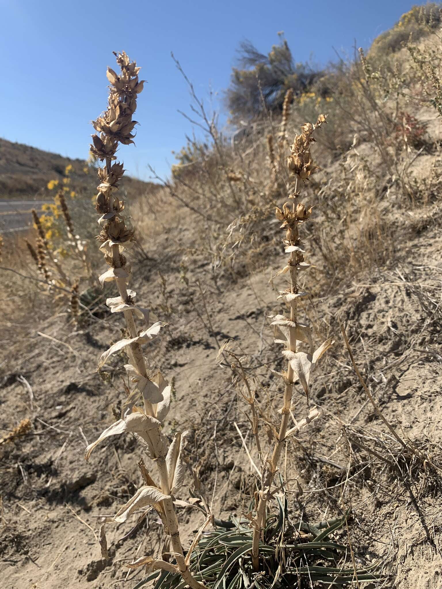 Penstemon acuminatus Dougl.的圖片