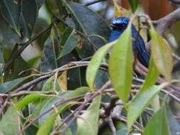 Image de Gobemouche indigo