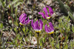 Plancia ëd Dodecatheon clevelandii subsp. clevelandii