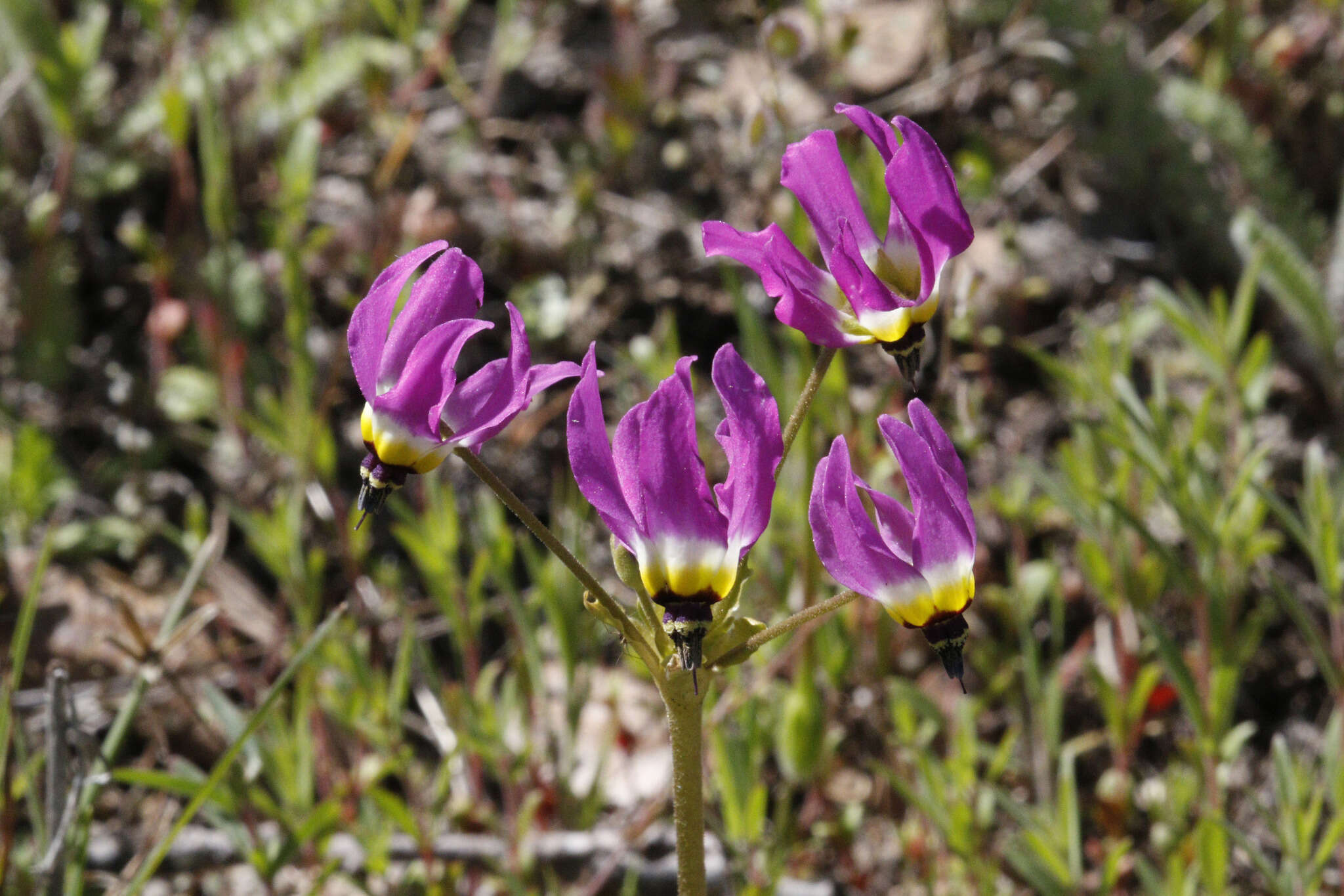 Plancia ëd Dodecatheon clevelandii subsp. clevelandii