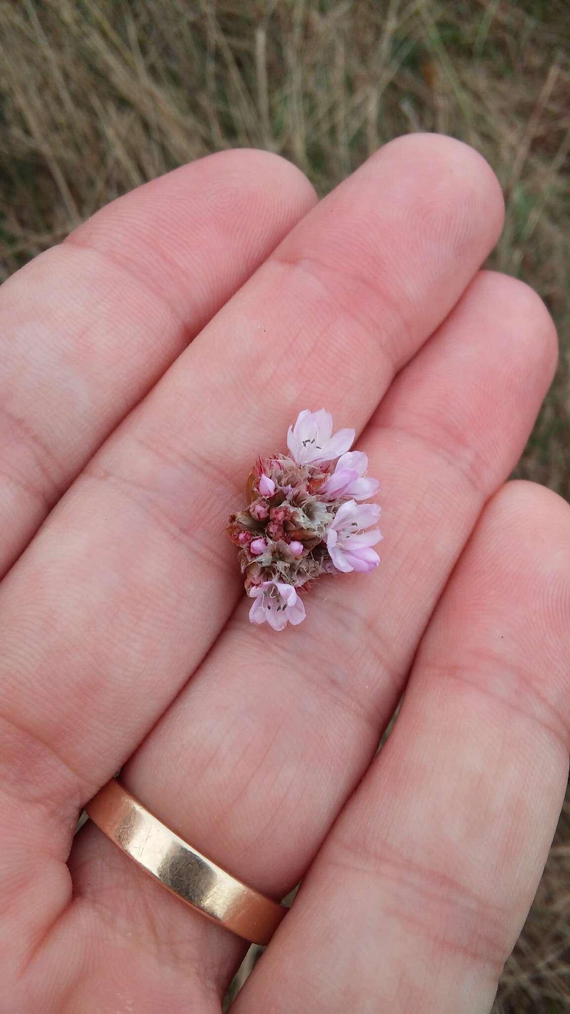 Imagem de Armeria maritima (Mill.) Willd.