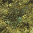 Image of Isactinia citrina (Haddon & Shackleton 1893)