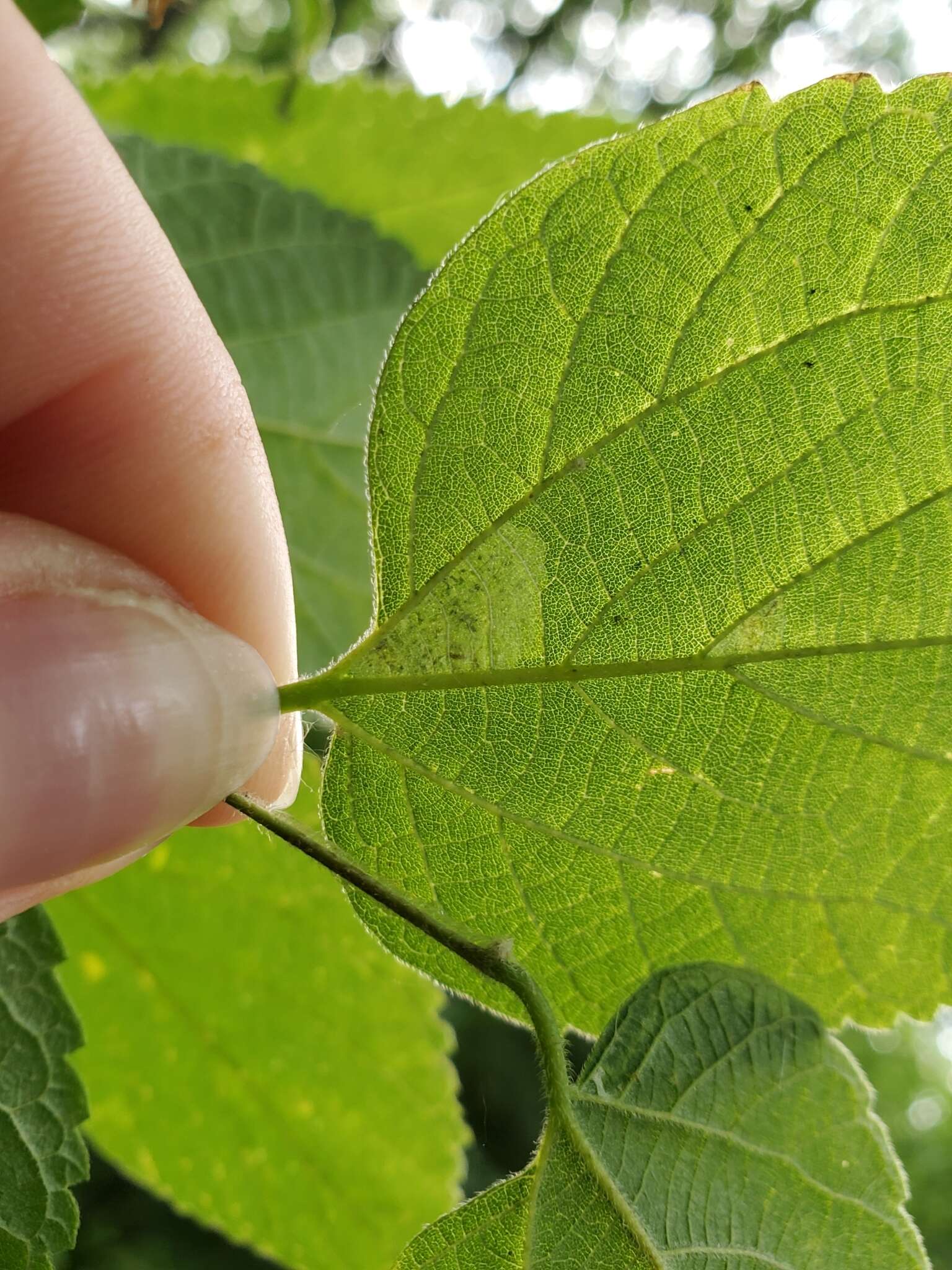 صورة Phyllonorycter celtifoliella (Chambers 1871)