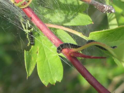 Image of Ermine moth