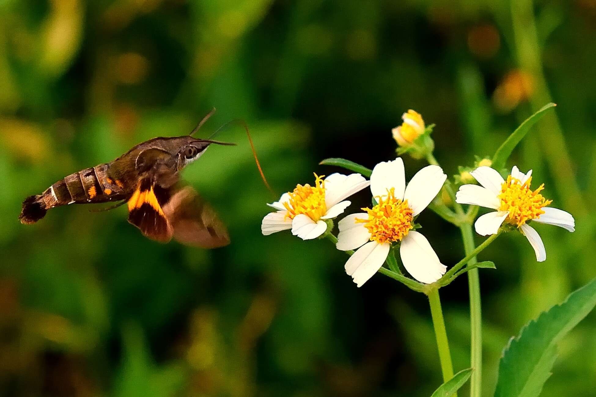 Image de Macroglossum divergens heliophila Boisduval (1875)