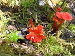 Слика од Hygrocybe coccineocrenata (P. D. Orton) M. M. Moser 1967