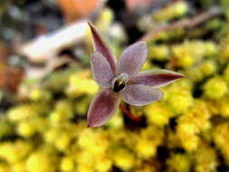 Image of Thelymitra purpureofusca Colenso