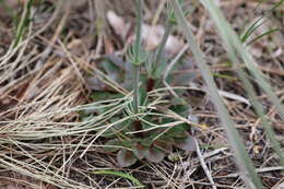 Image de Stylidium diversifolium R. Br.