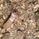 Image of worm anemone