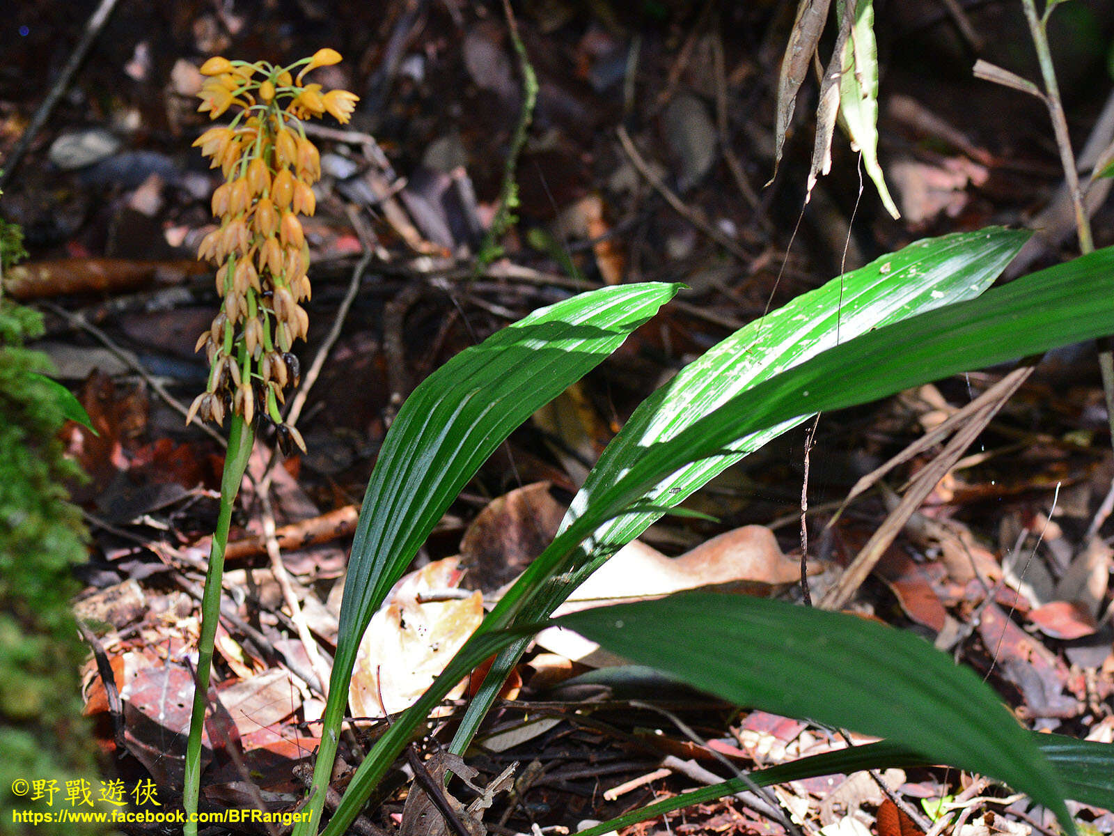 Image of orchid