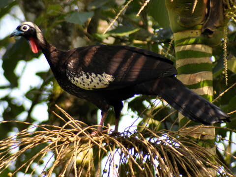 Image of Black Fronted Curassow