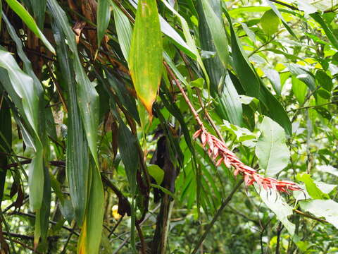 Image of Pitcairnia brittoniana (Mez) Mez