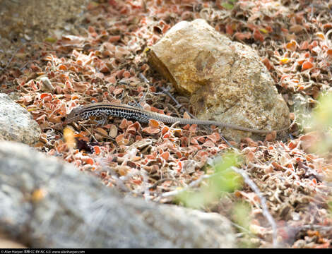 Image of Cerralvo Island Whiptail