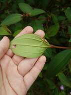 Melastoma malabathricum subsp. malabathricum resmi