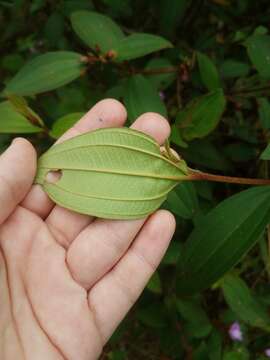 Image of Melastoma malabathricum subsp. malabathricum