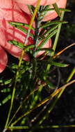 Image of Athrixia heterophylla subsp. heterophylla