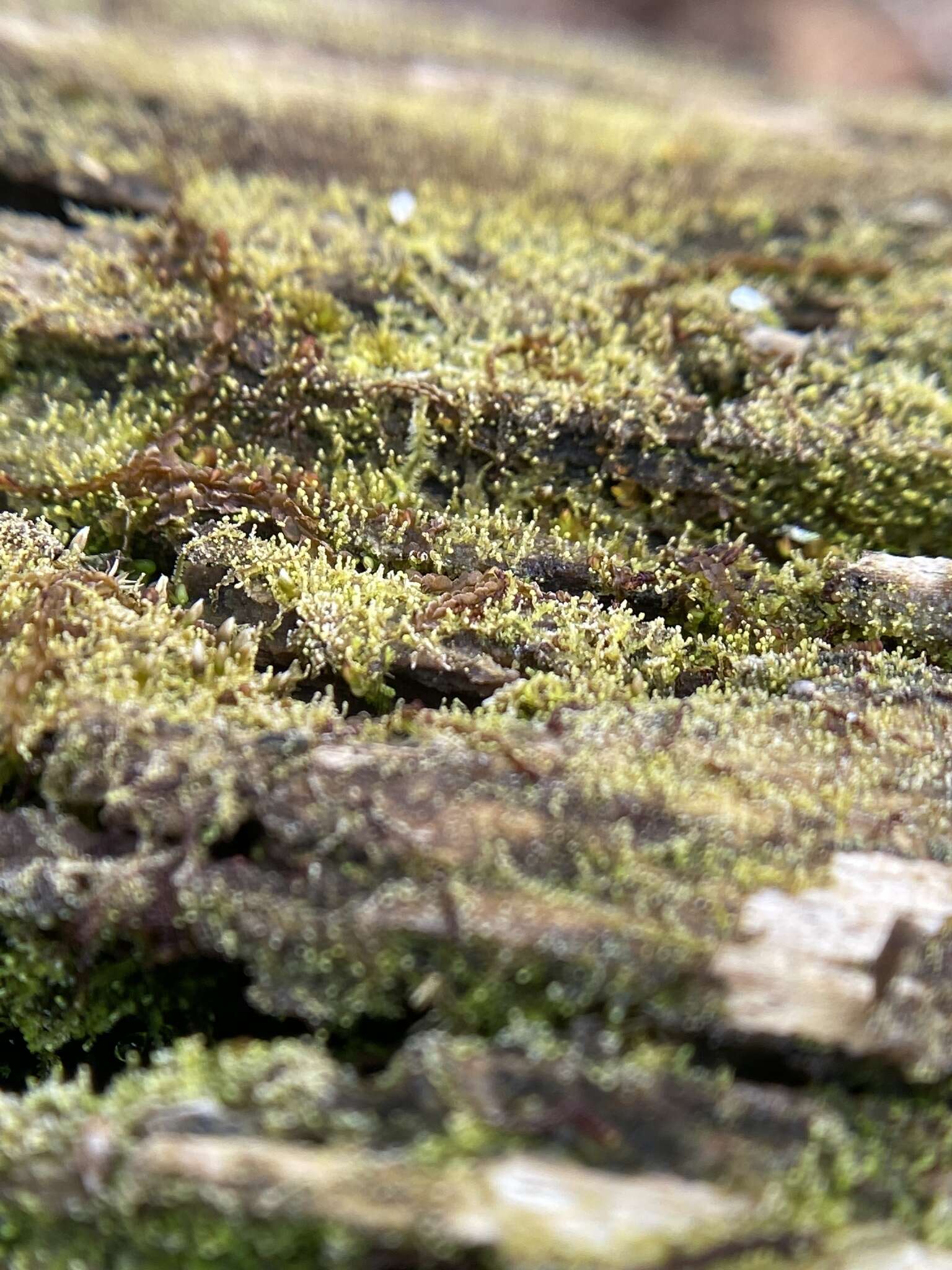 Image of Fuscocephaloziopsis lunulifolia (Dumort.) Vána & L. Söderstr.