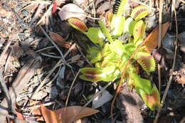 Image of Dionaea