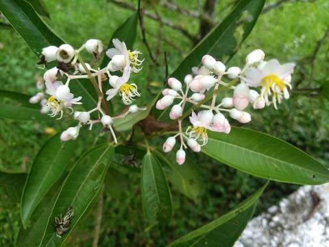 Image of Miconia notabilis Triana