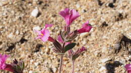 Image of Fremont's monkeyflower