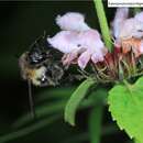 Слика од Bombus pseudobaicalensis Vogt 1911