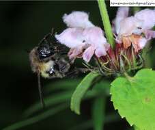 Слика од Bombus pseudobaicalensis Vogt 1911