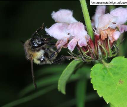 Image of Bombus pseudobaicalensis Vogt 1911