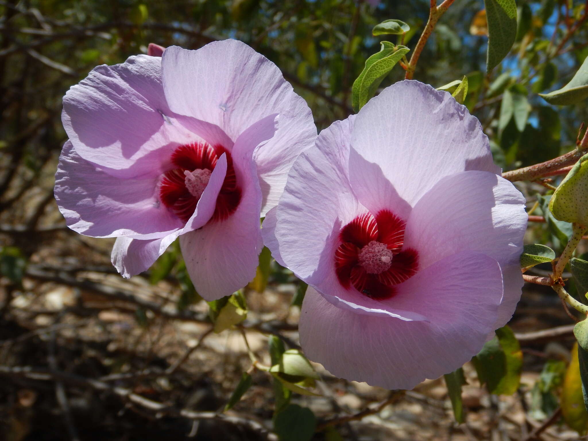 Image of Sturt's desert rose