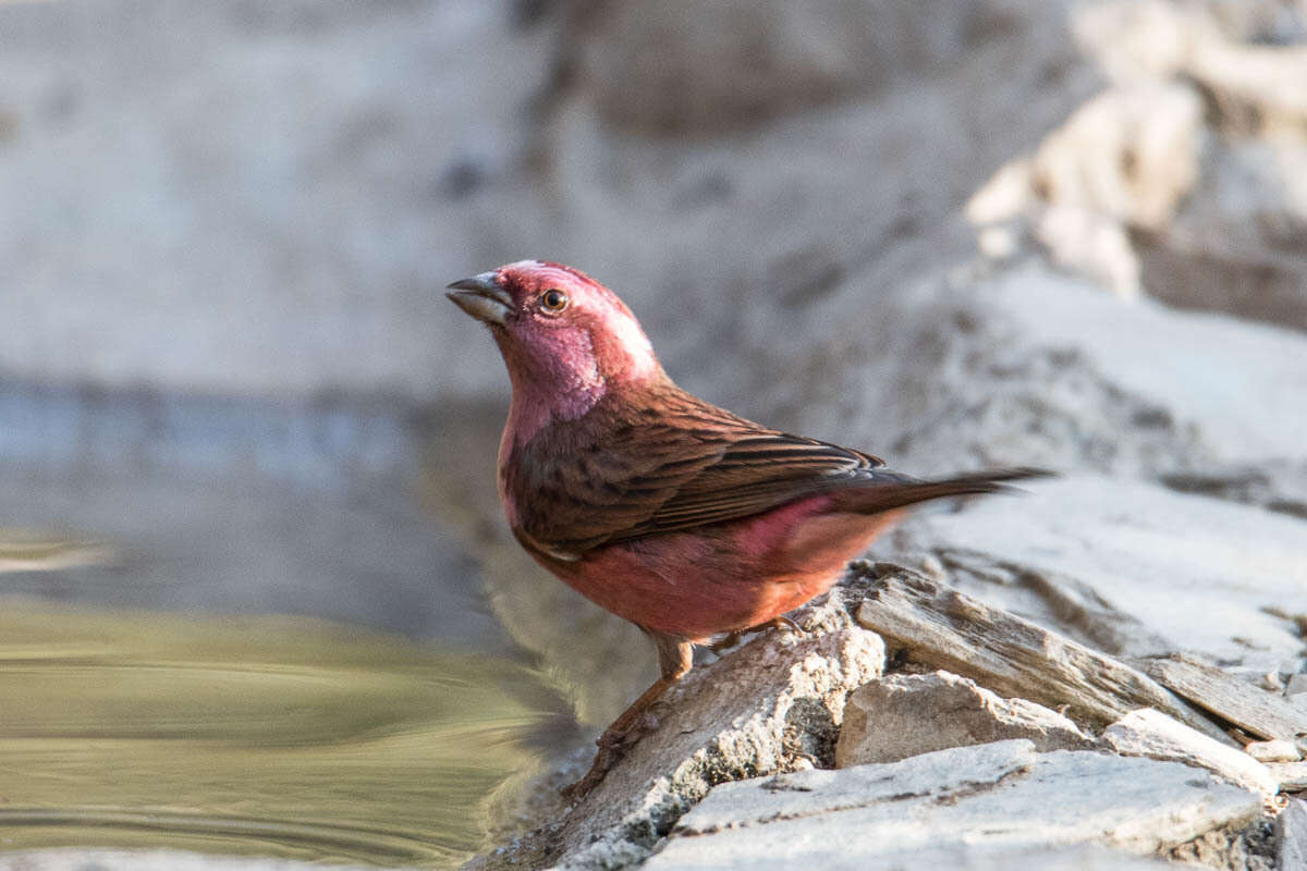 Image of Pink-browed Rosefinch