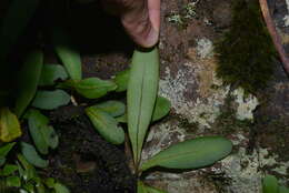 Image of Elaphoglossum glabratum (Mett.) Moore