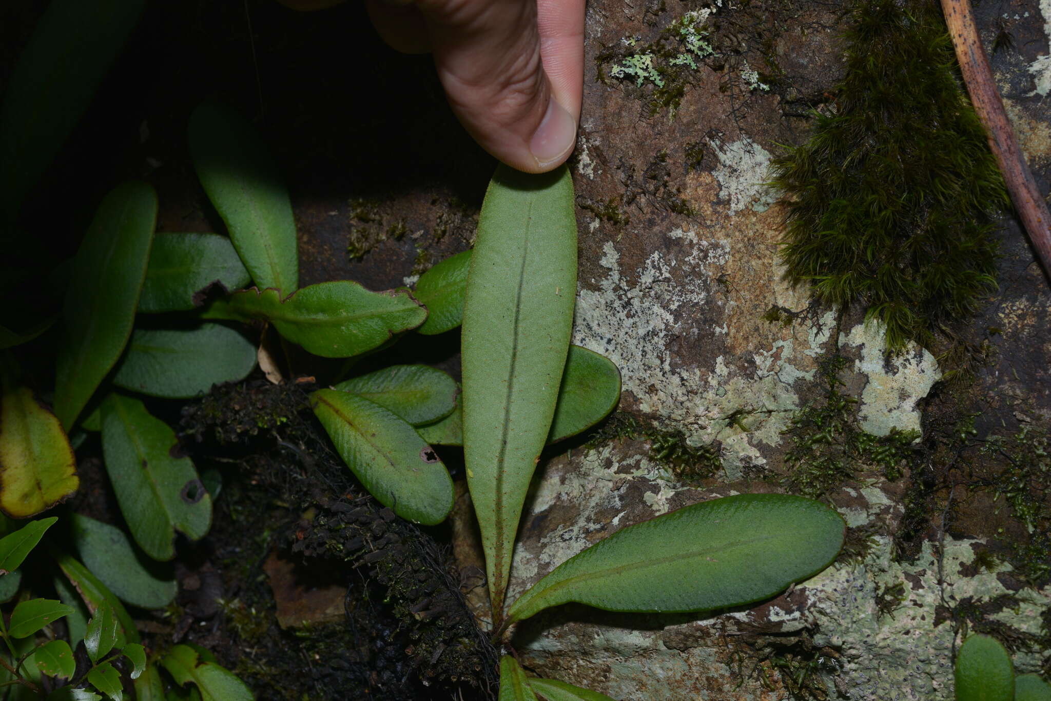 Image of Elaphoglossum glabratum (Mett.) Moore