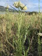 Image of horsetail milkweed