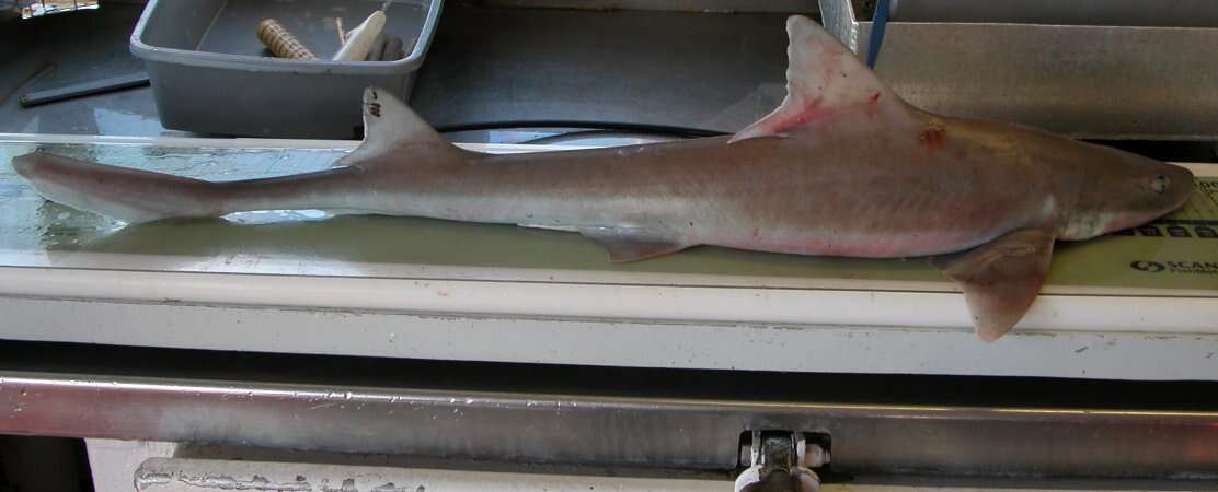 Image of Dusky Smoothhound