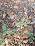 Image of windmill grass