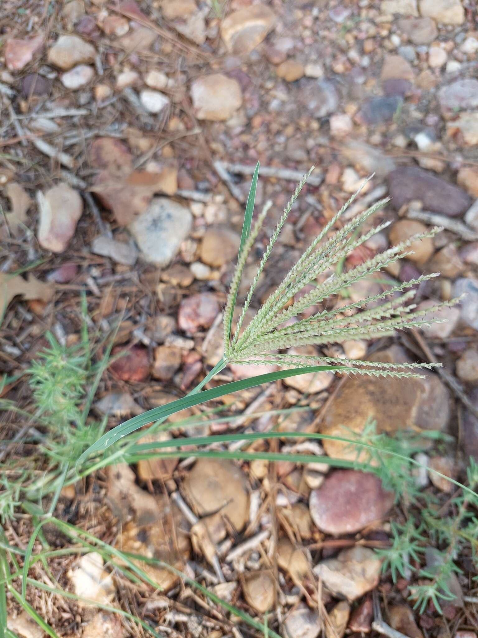 Image of windmill grass