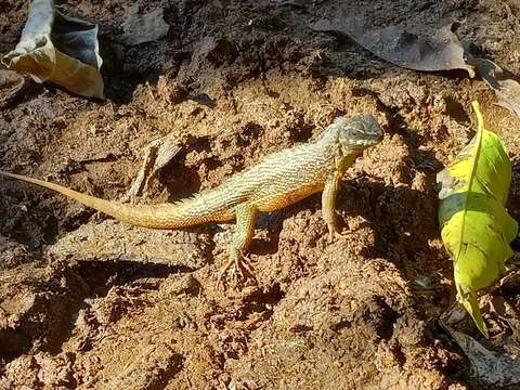 Image of Haitian Curlytail Lizard