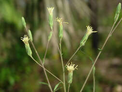 Plancia ëd Brickellia eupatorioides var. floridana (R. W. Long) B. L. Turner